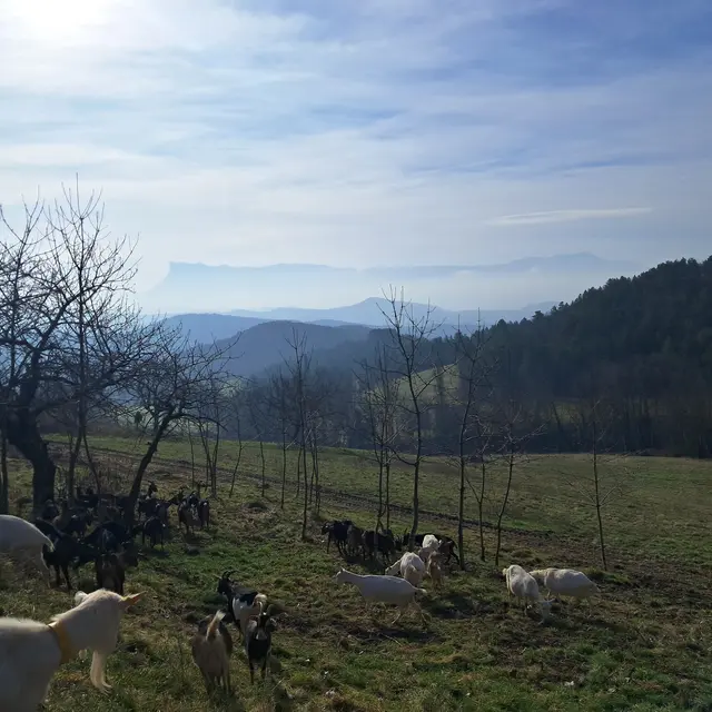 paturage