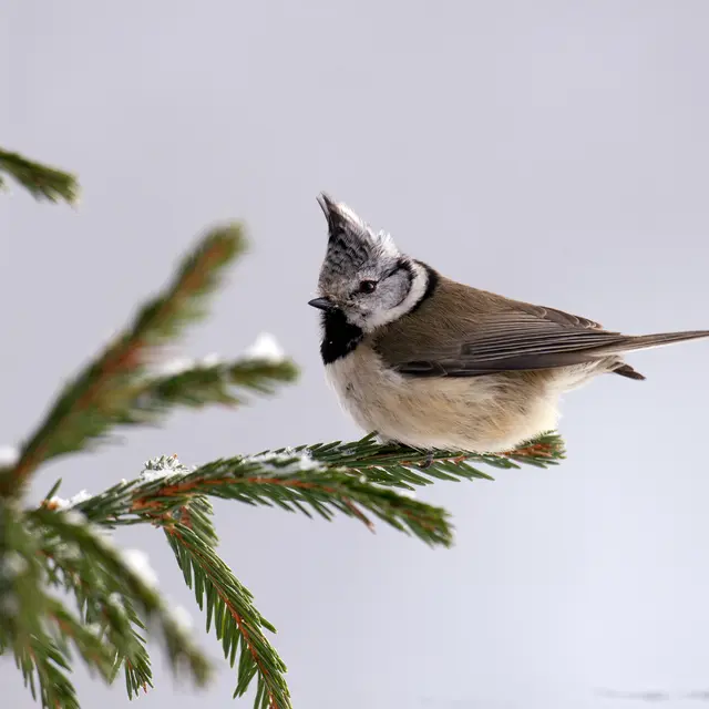 Sortie naturaliste avec accomagnatrice en montagne_Briançon