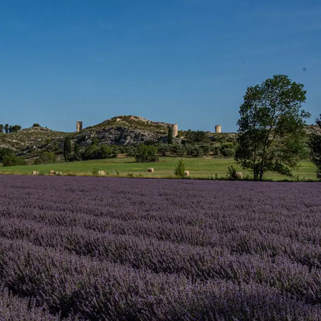 Arom'Alpilles_Maussane-les-Alpilles