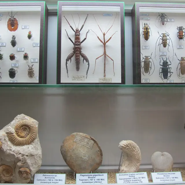 Museum d'Histoire naturelle