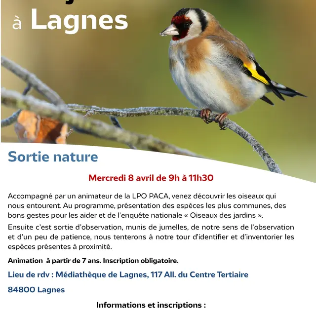 Les oiseaux des jardins à Lagnes_Lagnes