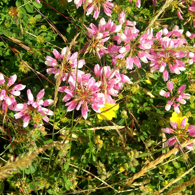 Sortie découverte de la nature