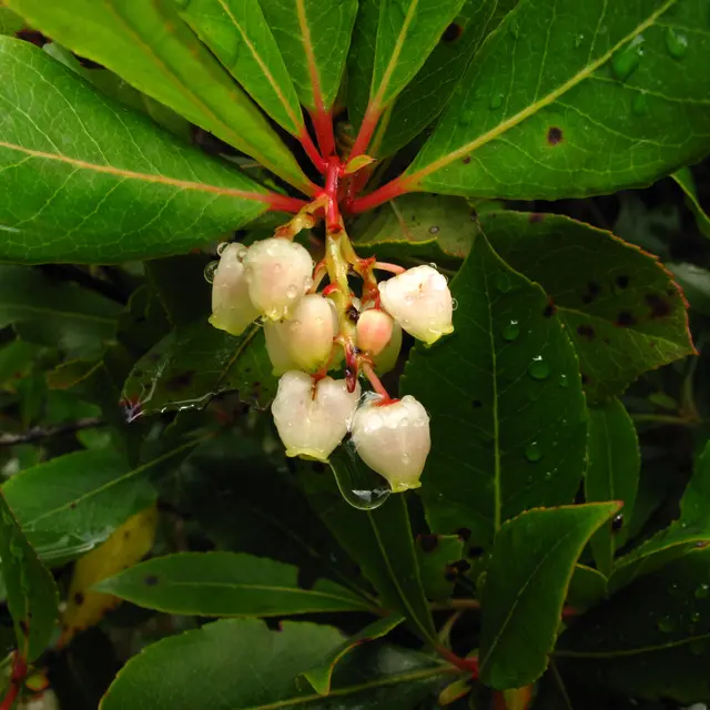 Fleurs d'arbousier