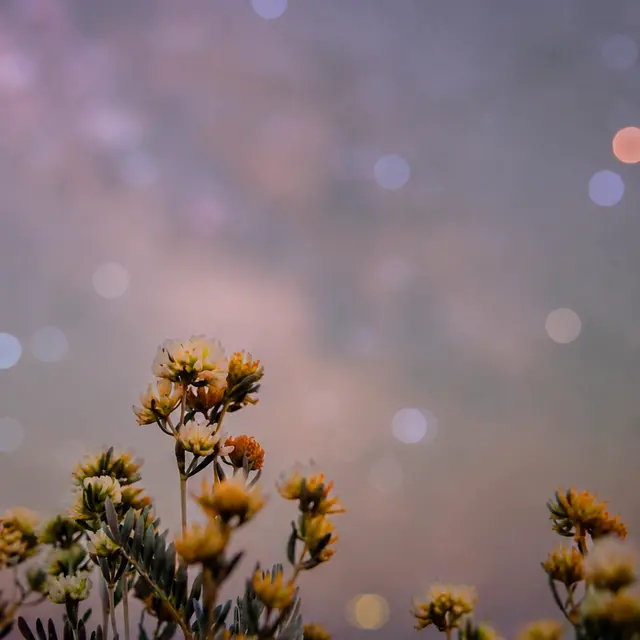 Safari nocturne avec Florent BEAU_Cavalaire-sur-Mer