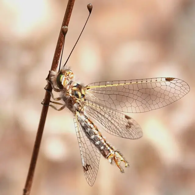 Les insectes du coussoul_Saint-Martin-de-Crau