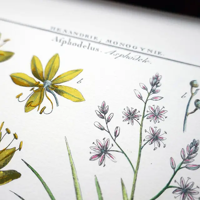 Atelier Dessin botanique