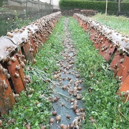 Elevage d'escargots - Matafelon Granges
