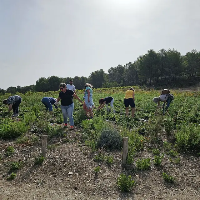 Aïoli Caganis - ferme agroécologique_Martigues