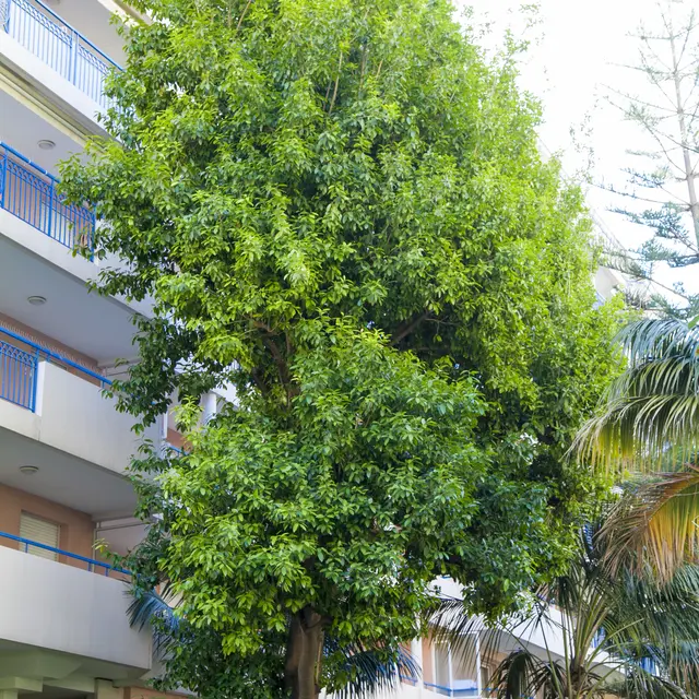 Olmediella arbre