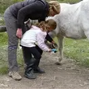 Stage poney