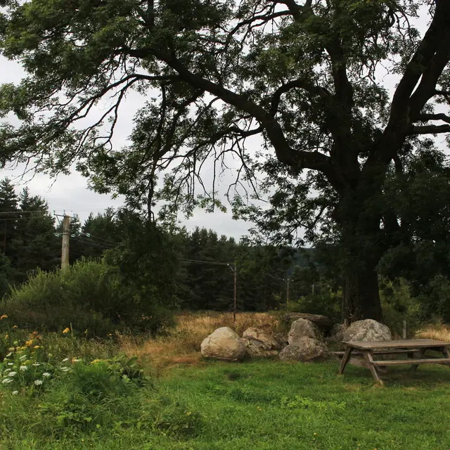 Aire de pique-nique