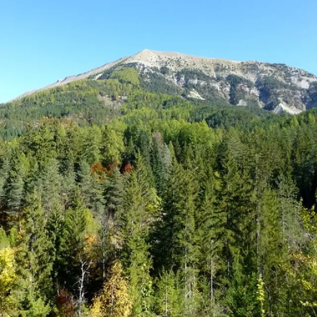 La forêt du Labouret n°23