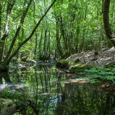 Forêt royale