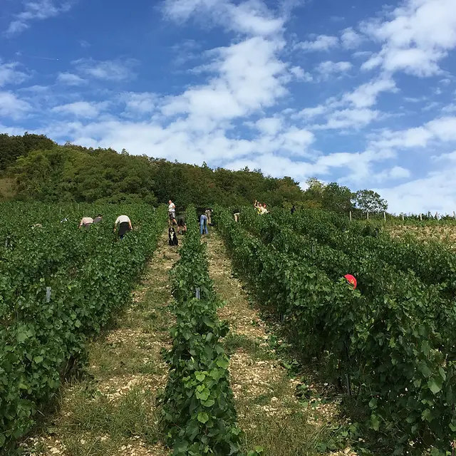 Domaine de la Dentelle_St Martin du Mont