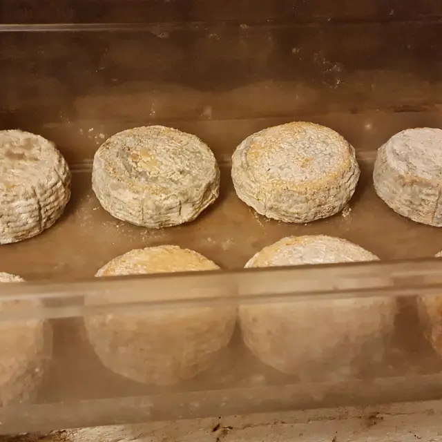 Tomme de brebis