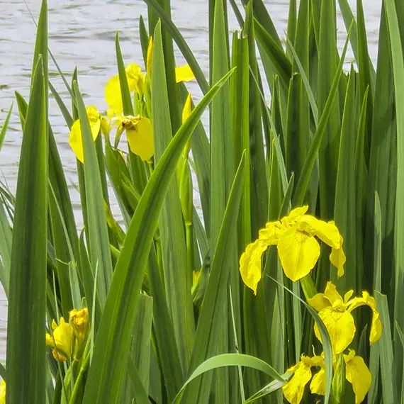 Plantes et rivages