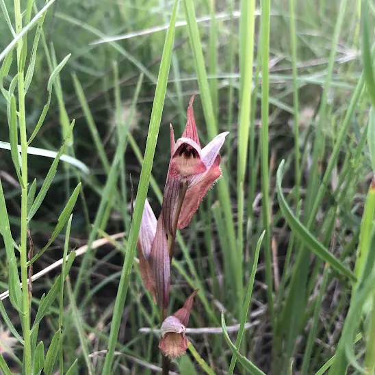 Balade - Belles orchidées_Le Beausset