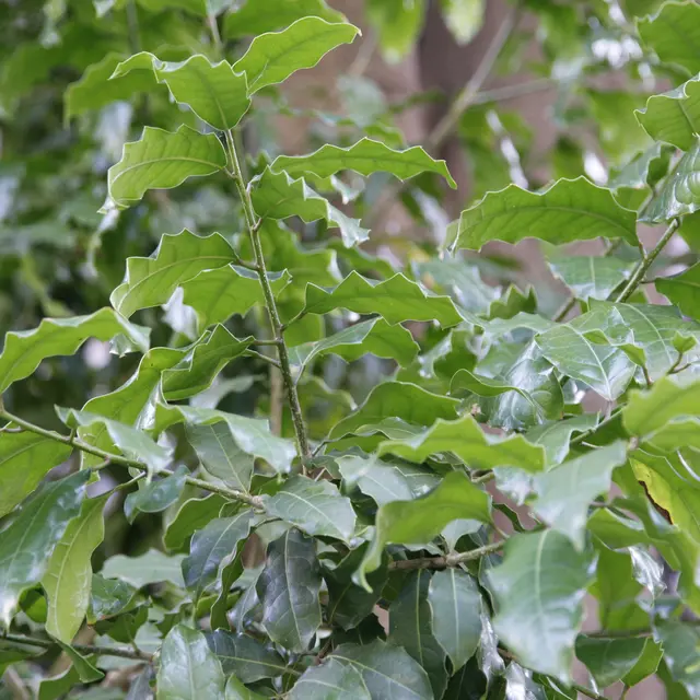 Bemerkenswerte Bume : Olmediella Betschleriana  Guatemaltekische  Stechpalme (Menton) | Fremdenverkehrsamt Menton, Riviera & Merveilles