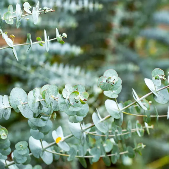 eucalyptus