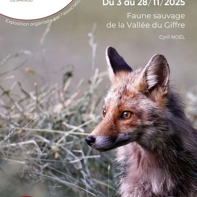 EXPO PHOTO Faune sauvage de la vallée du Giffre par Cyril NOËL_Samoëns
