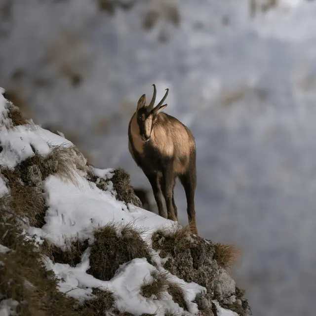 La Chasse au Dahu_Morzine