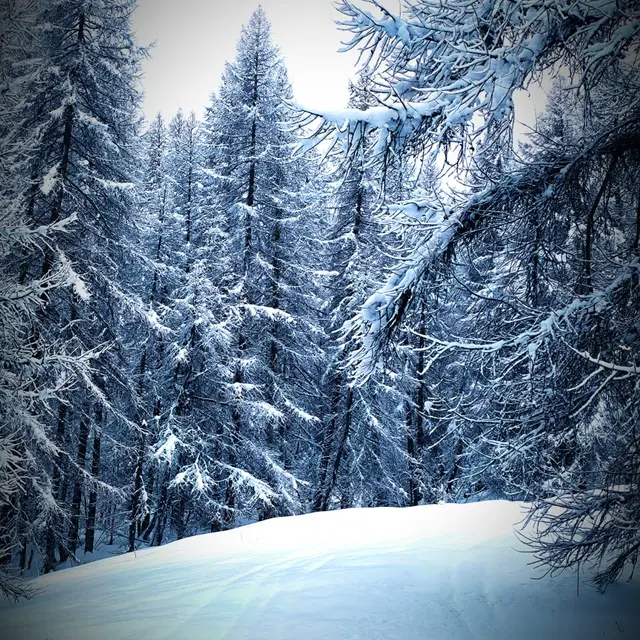 La marmotte en balade : Le plateau du Lauzet_Puy-Saint-Vincent