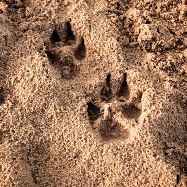 Sur les traces des animaux sauvages_Saorge