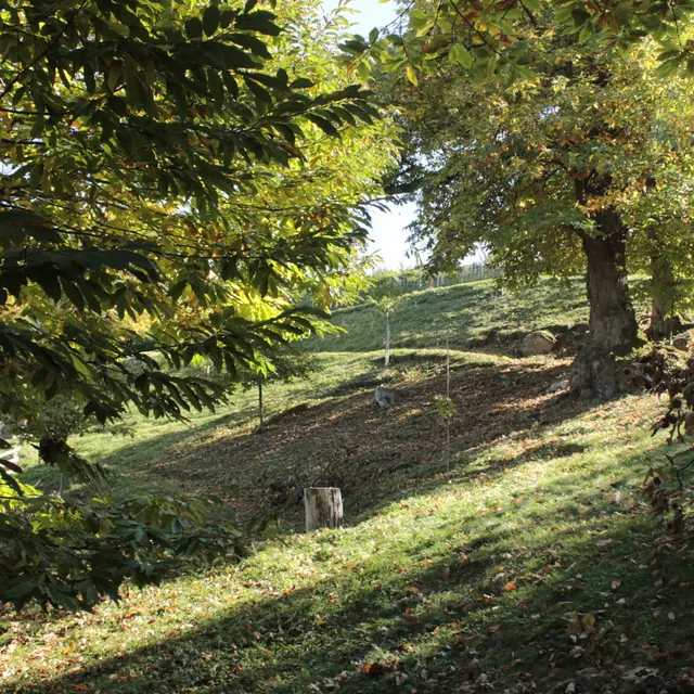 Châtaigneraie de Saint-Gingolph