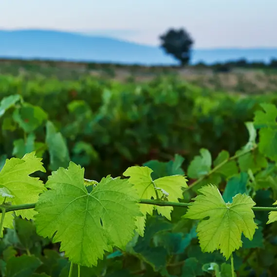 Domaine de Coste Chaude