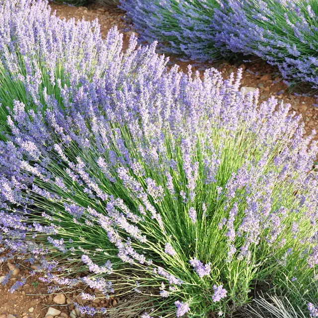 Lavande Argens