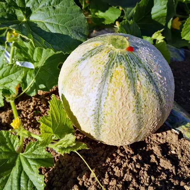 GAEC du Chemin de Compostelle - Lauzerte