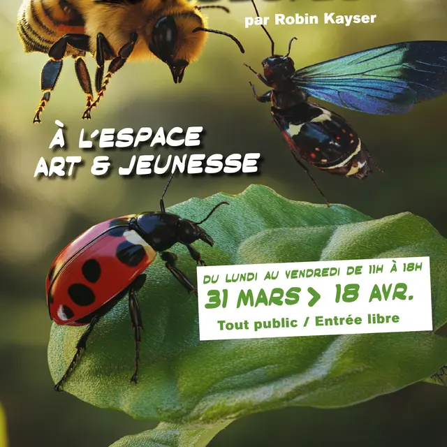 Exposition Les insectes par Robin Kayser_Aubagne