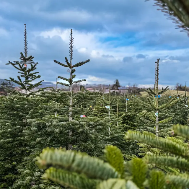 Sapins Blanc_Vallières-sur-Fier