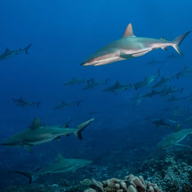 Le Mur De Requins Gris - Tahiti Tourisme