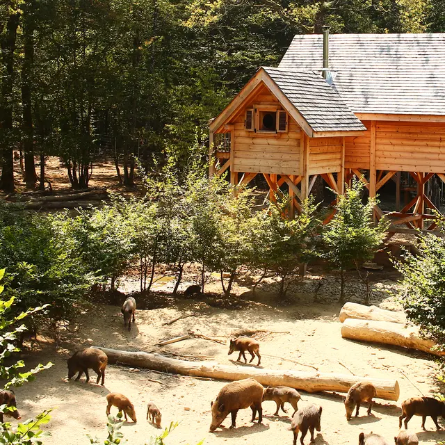 Cabane perchée Sangliers