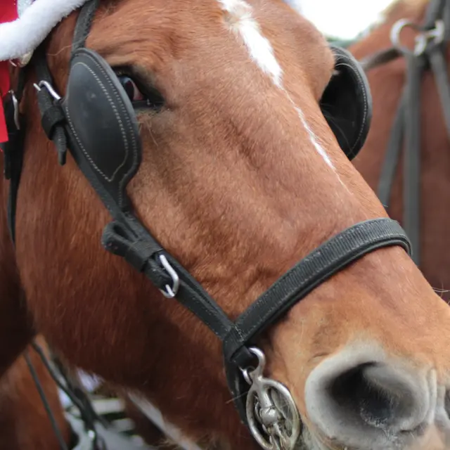 Balade en calèche_Saint-Jean-Cap-Ferrat