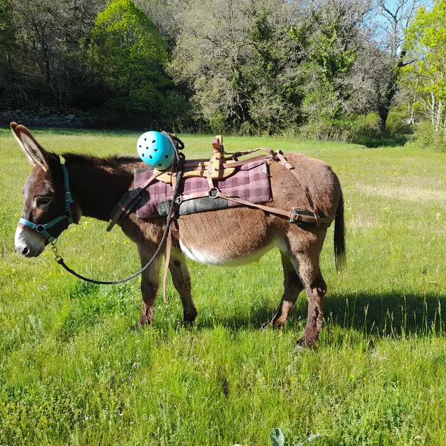 Les Ânes des collines