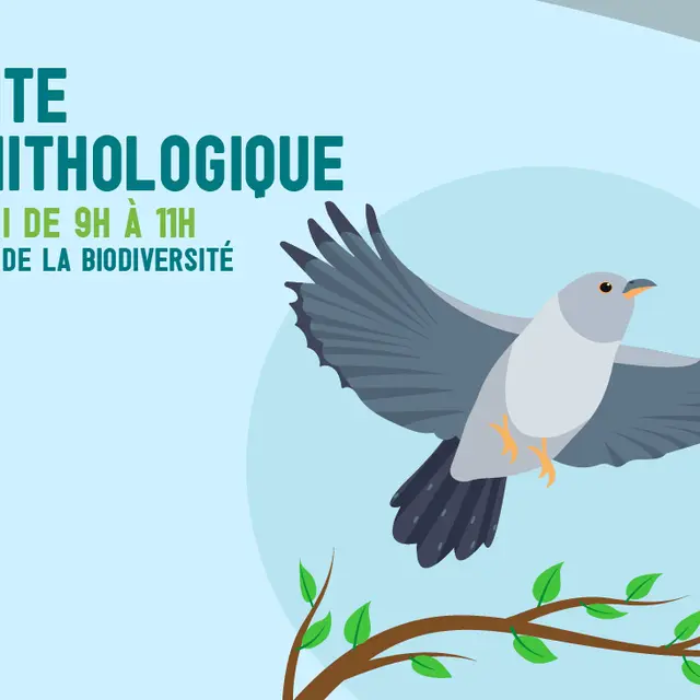 Visite ornithologique - Maison de la Biodiversité_Nouméa