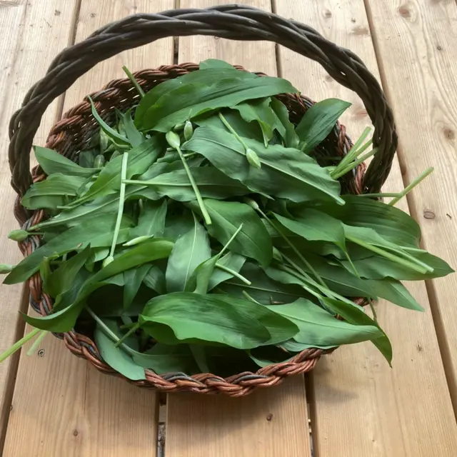 Nourriture sauvage - Savourez la nature !_Bellevaux