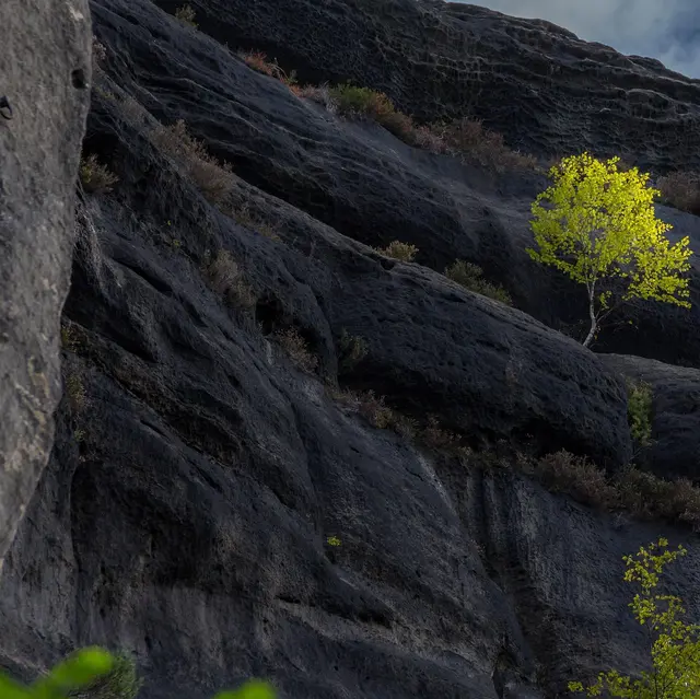 De la mine à la forêt_Rochetaillée