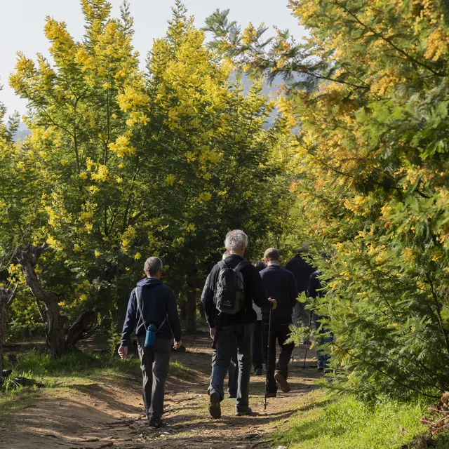 Le mimosa et ses compagnons de Tanneron- balade guidée_Tanneron