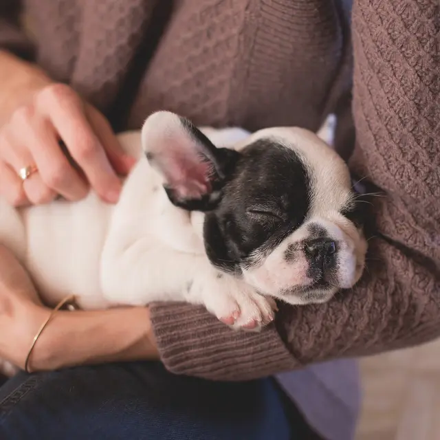 Chiot