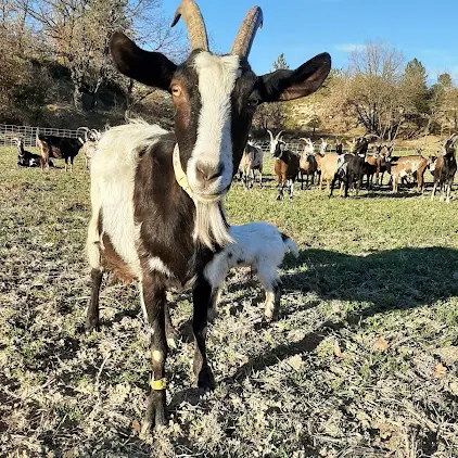 GAEC la ferme Taterre_Sigonce