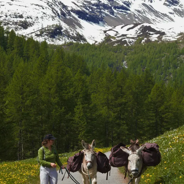 Randonnée avec un âne de bât en autonomie sur 2 jours_Vallouise-Pelvoux