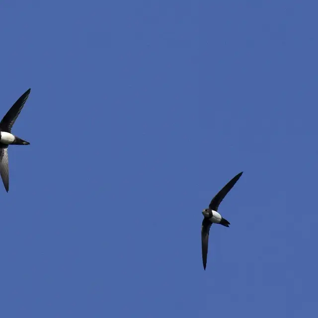 Visite guidée  - Tarentaize, des Martinets sur les facades_Saint-Étienne