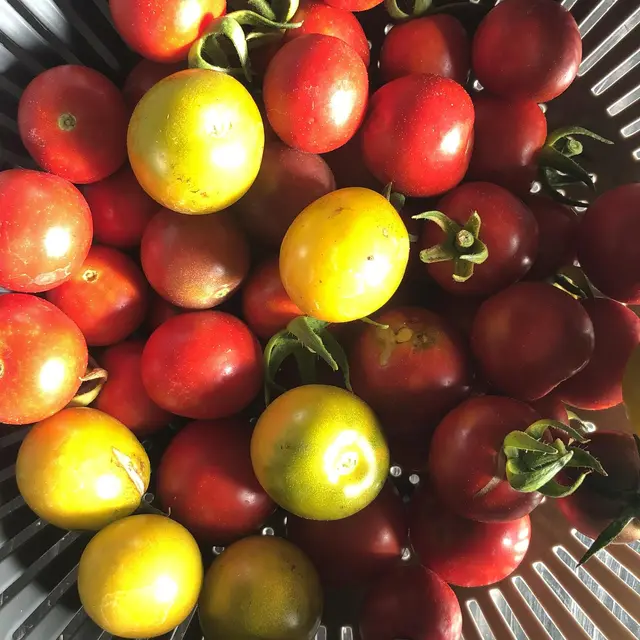 les tomates du jardins