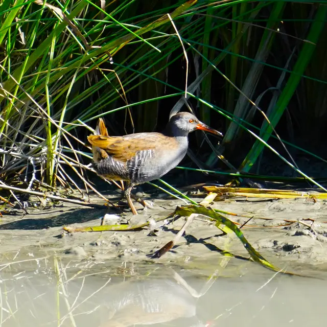 Sortie naturaliste : Durance vivante_Château-Arnoux-Saint-Auban