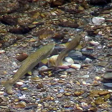 Session d’observation des frayères à truites_Sail-sous-Couzan