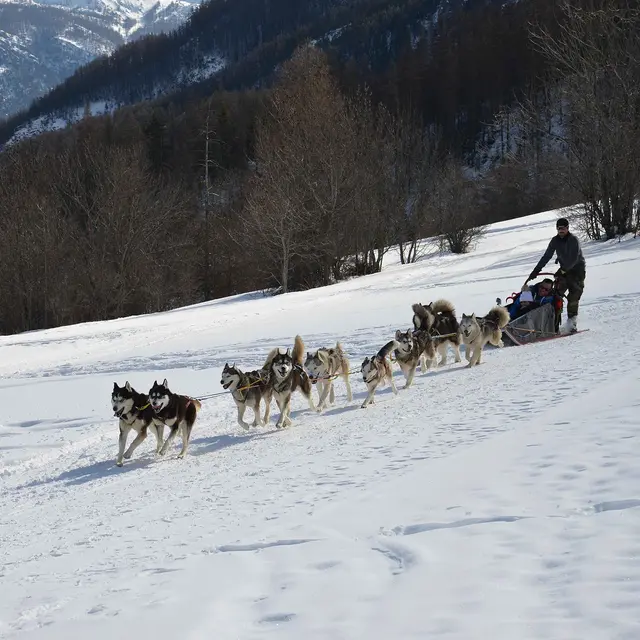 Rando Passion : chiens de traîneau