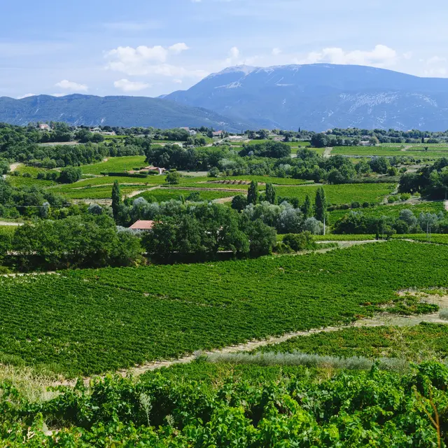 Cave la Comtadine_Puyméras